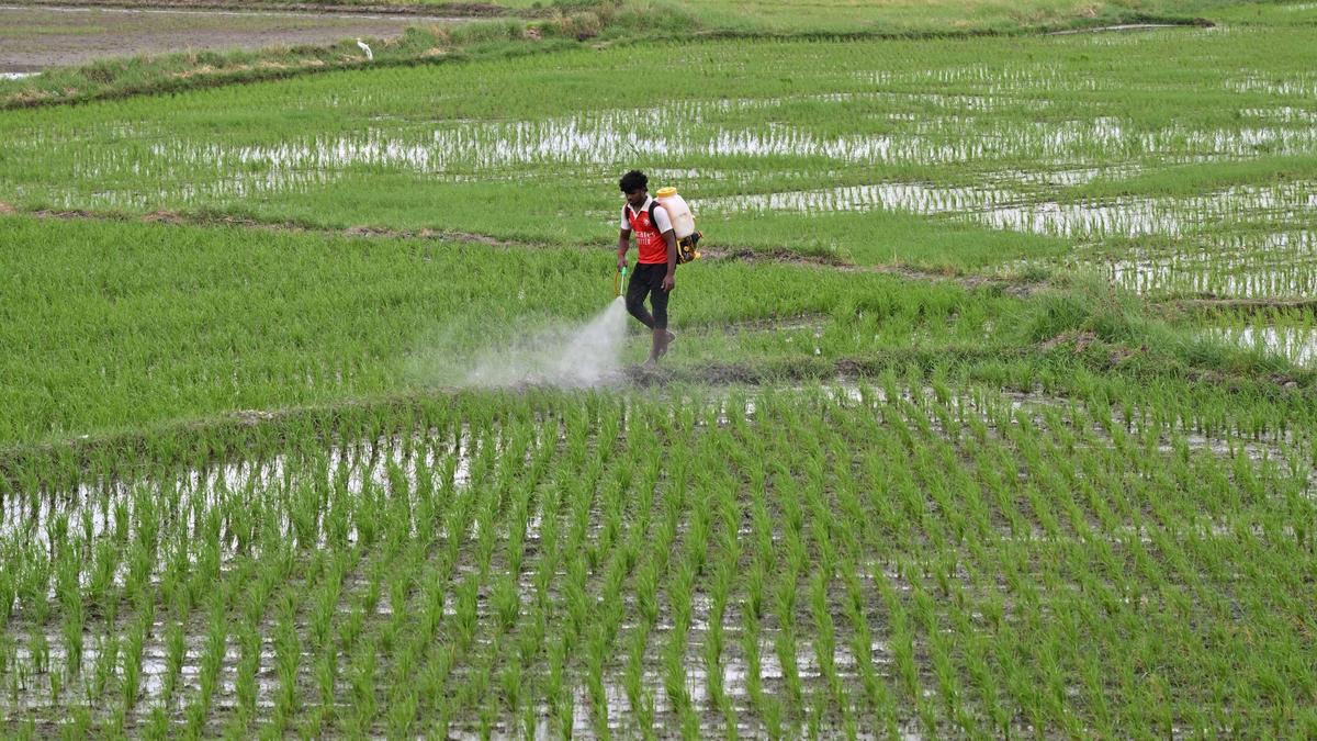 Tenkasi district pins hopes on northeast monsoon to meet paddy cultivation target