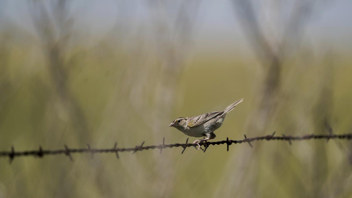 North American grassland birds in peril, spurring all-out effort to save birds and their habitat