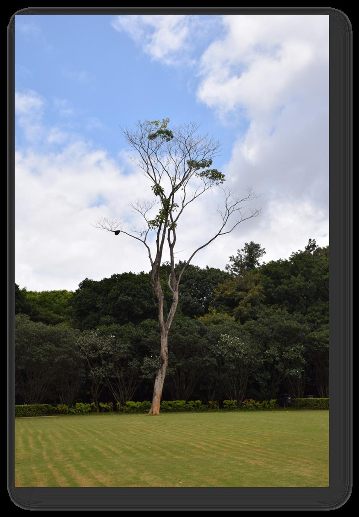 Sir C. V. Raman’s Prima Vera tree (Rhododendron donnel-smithii). Sir C. V. Raman’s Prima Vera tree (Rhododendron donnel-smithii).