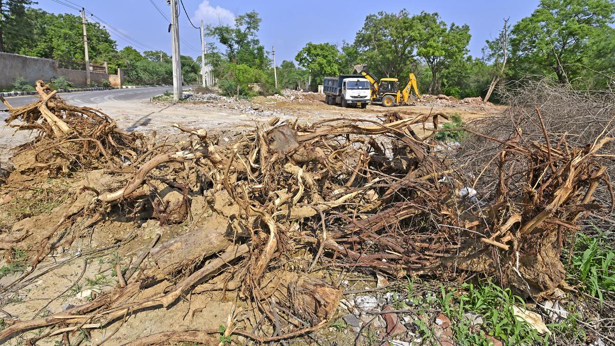 SC asks LG to file personal affidavit on Delhi ridge tree-felling