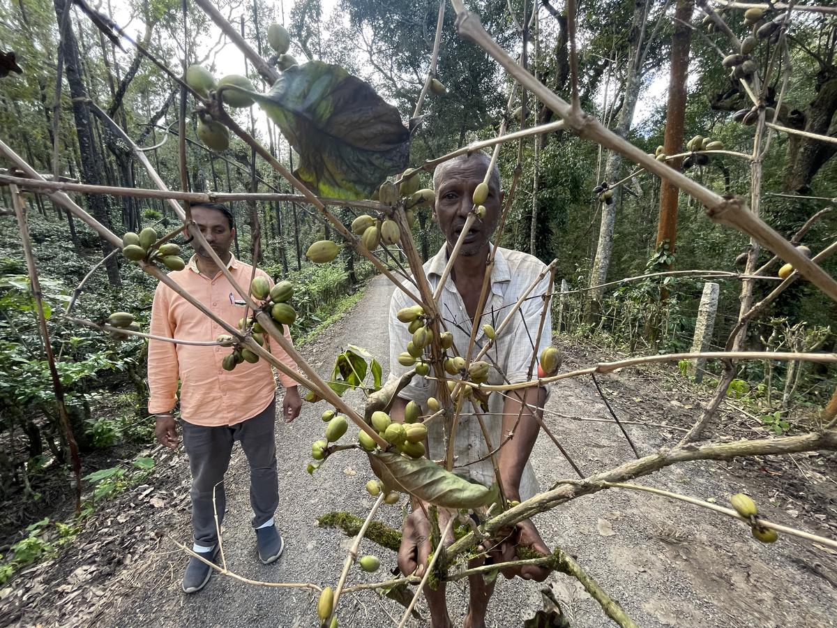 The Karnataka Planters’ Association reported fruit rot, stalk rot, root rot and other irreparable damage due to heavy rainfall and landslides. Damaged coffee plants in Chikkamagaluru.