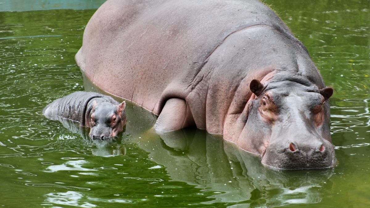 Bannerghatta Biological Park unaffected by water crisis in Bengaluru