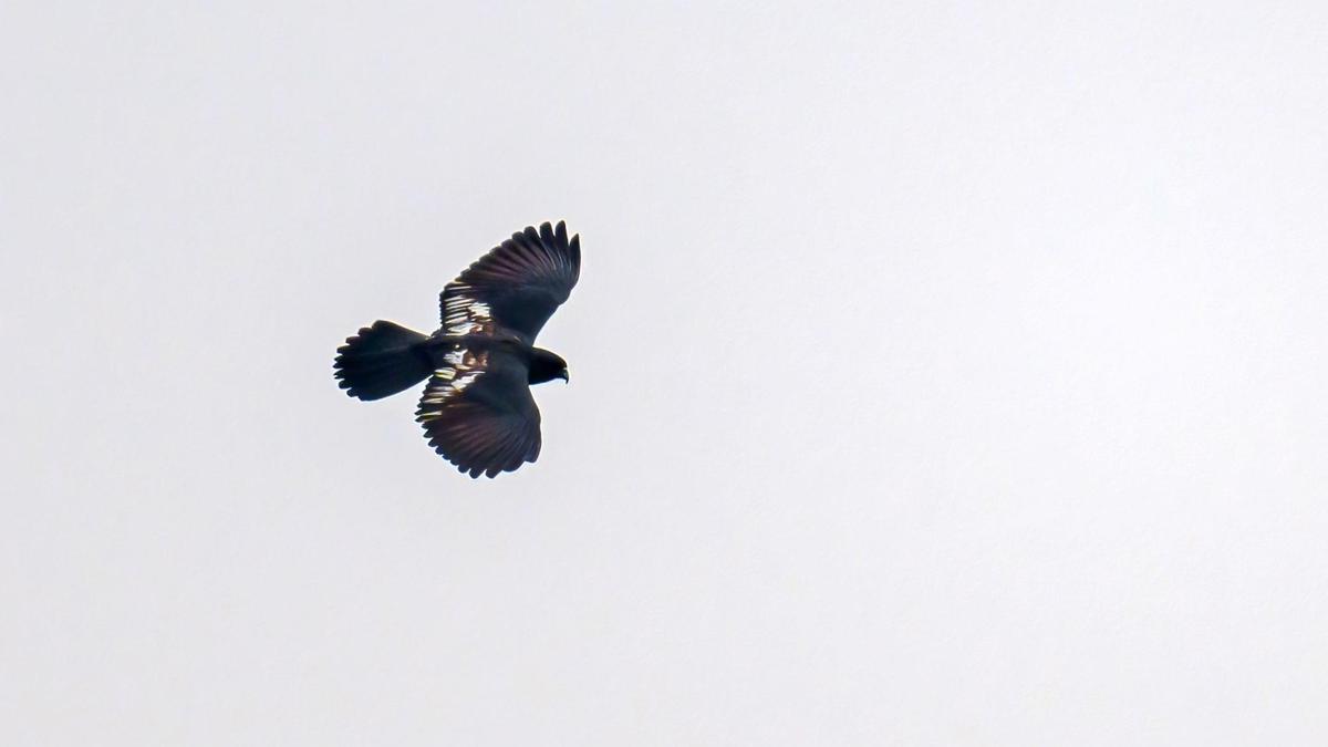 25 raptor species recorded at Thanthai Periyar Wildlife Sanctuary in Erode