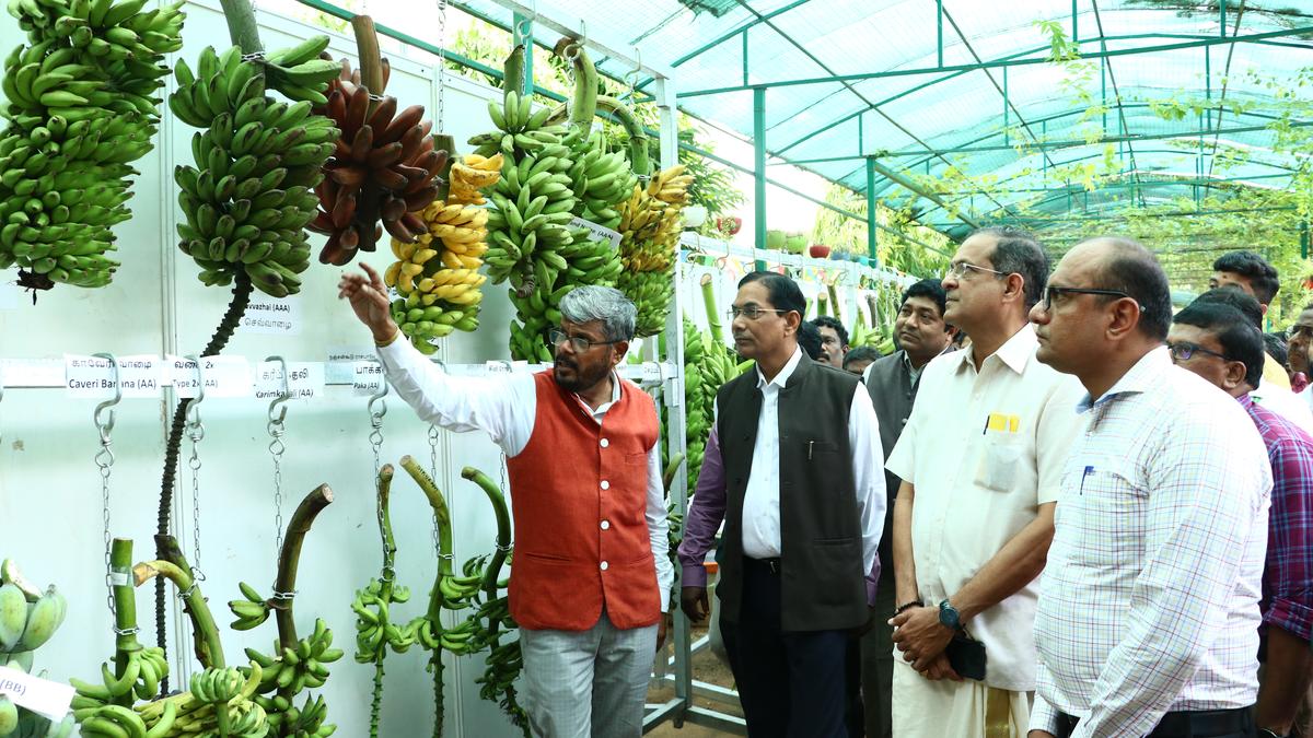 NRCB to introduce banana with low glycemic index for diabetic patients this year