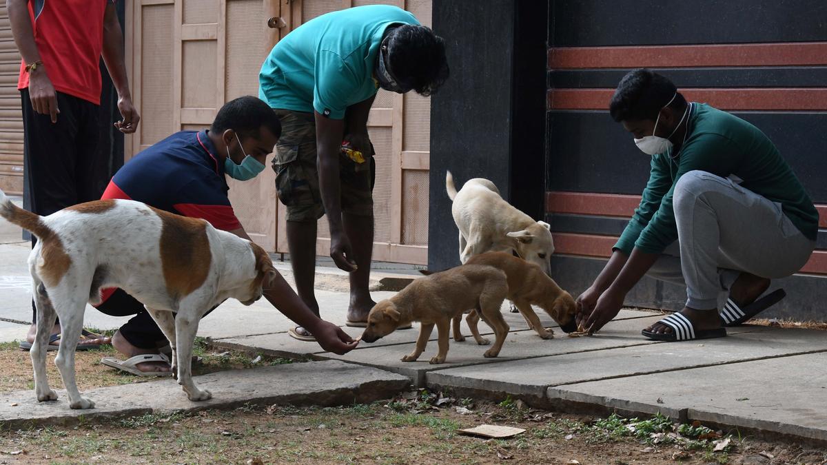 Civic officials blame improper feeding patterns, obstructions in implementation of ABC rules for stray dog menace in Bengaluru