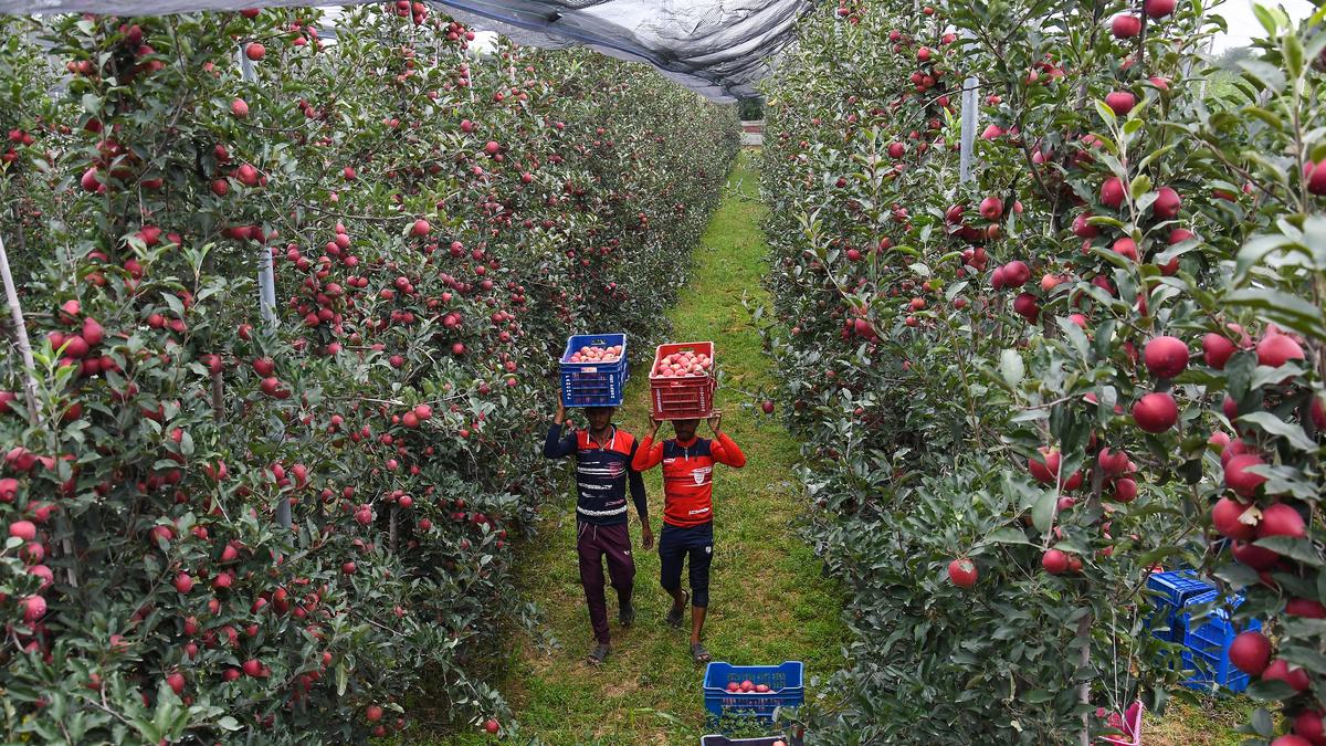 On Jobs, there’s nothing but the government in Jammu and Kashmir