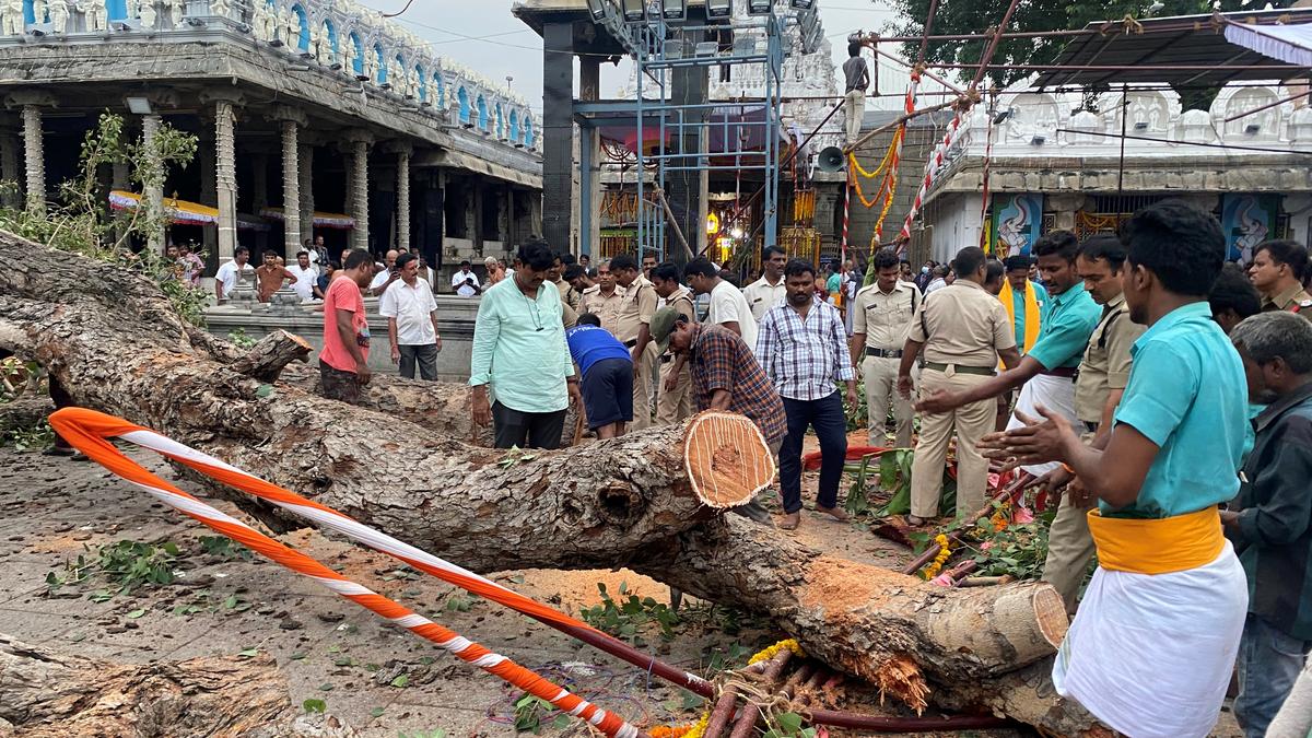 One killed, four injured as centuries-old tree collapses near Govindaraja Swamy temple in Tirupati