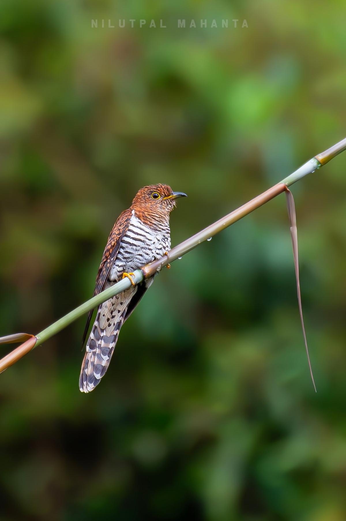 Grey Bellied Cuckoo