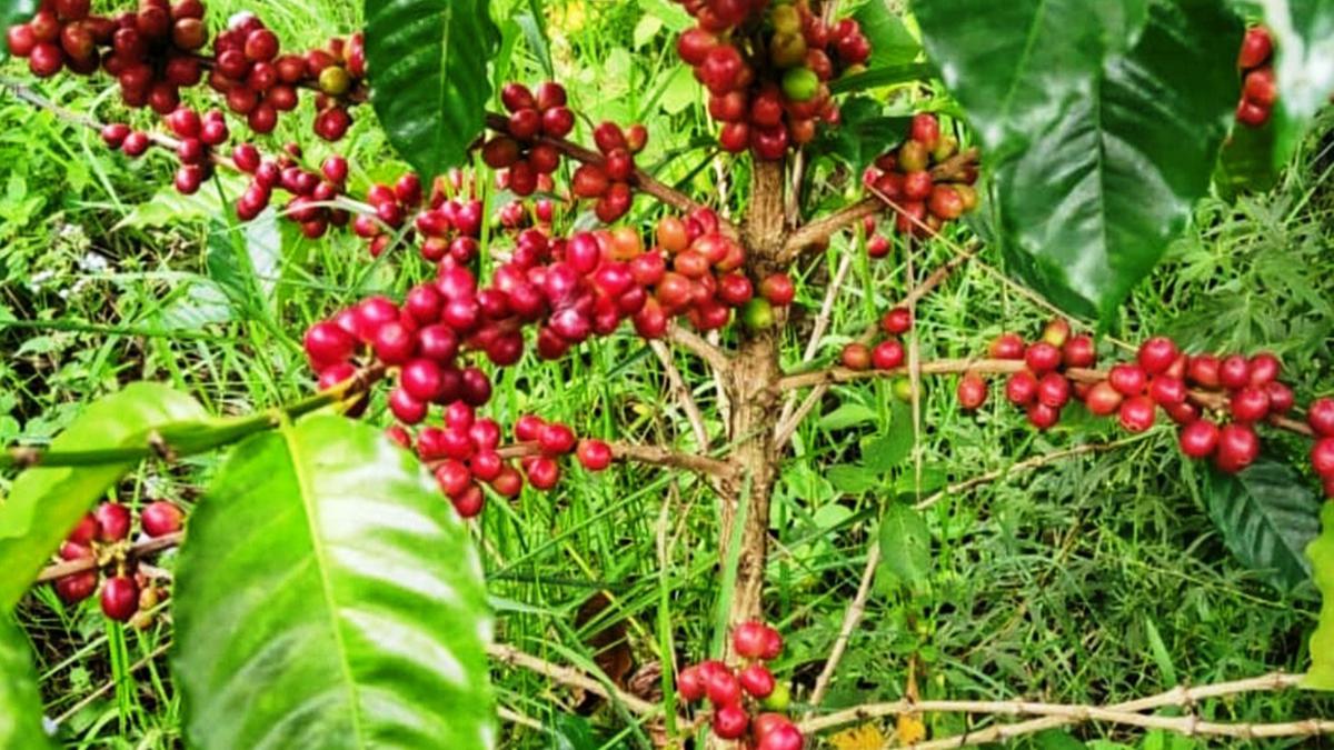 Coffee Farmers In Idukki’s Anchunad Reap Benefits Of Organic Farming 