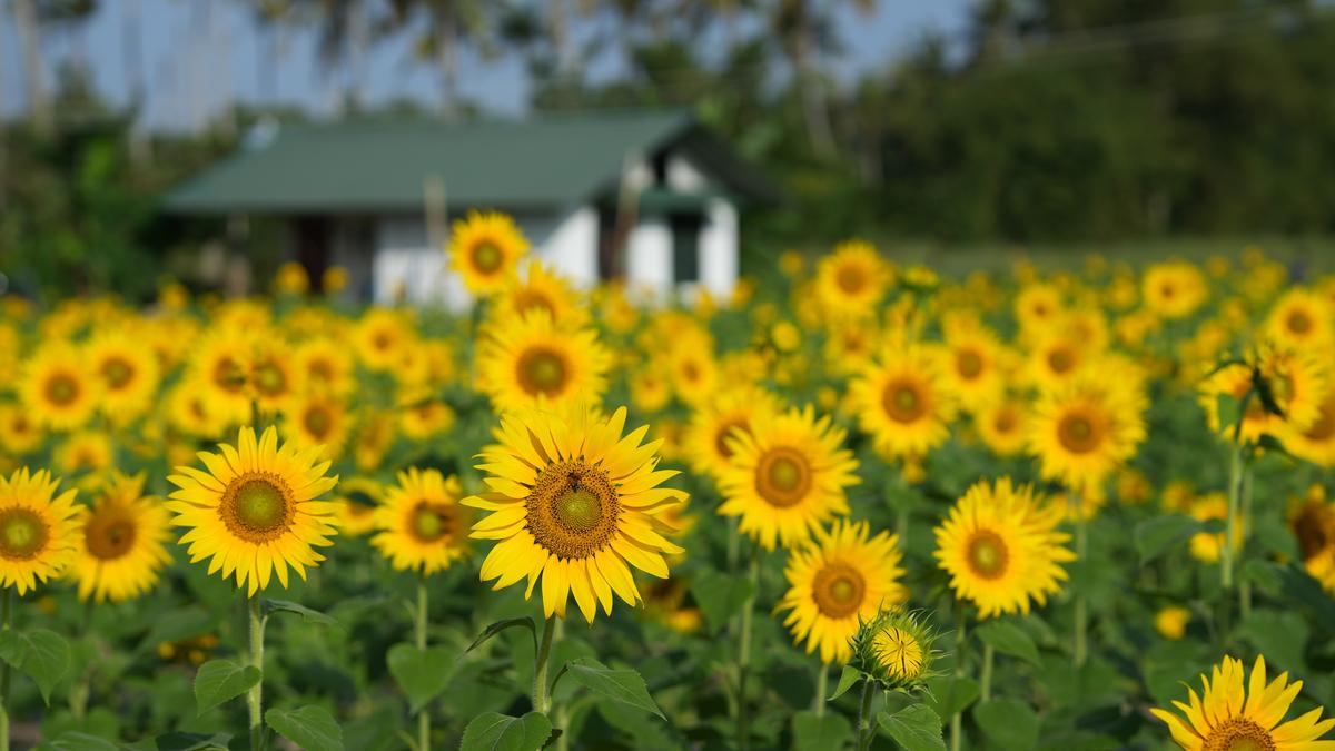 A sunflower field in Thiruvananthapuram is grabbing eyeballs
