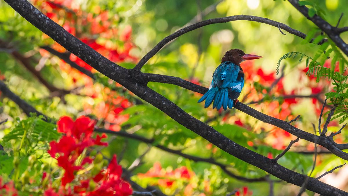 Ane Park pond in Bengaluru that went dry comes back to life; now home to diverse birds