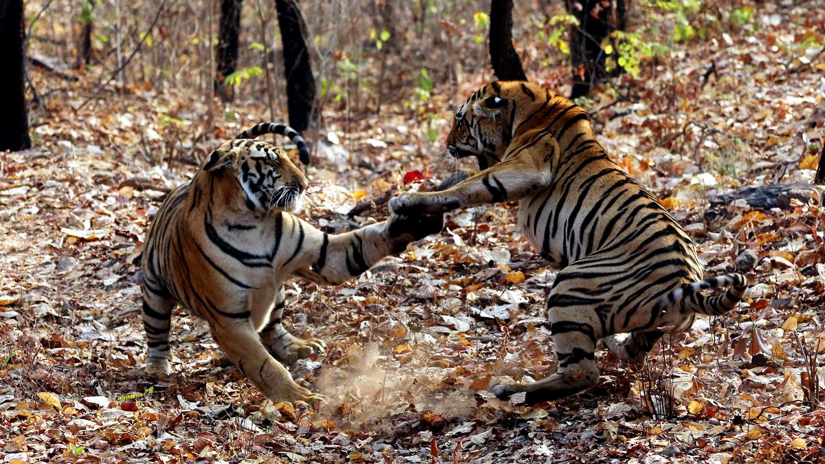 High Court seeks government reply on tourist vehicles blocking tigress' path in Maharashtra sanctuary