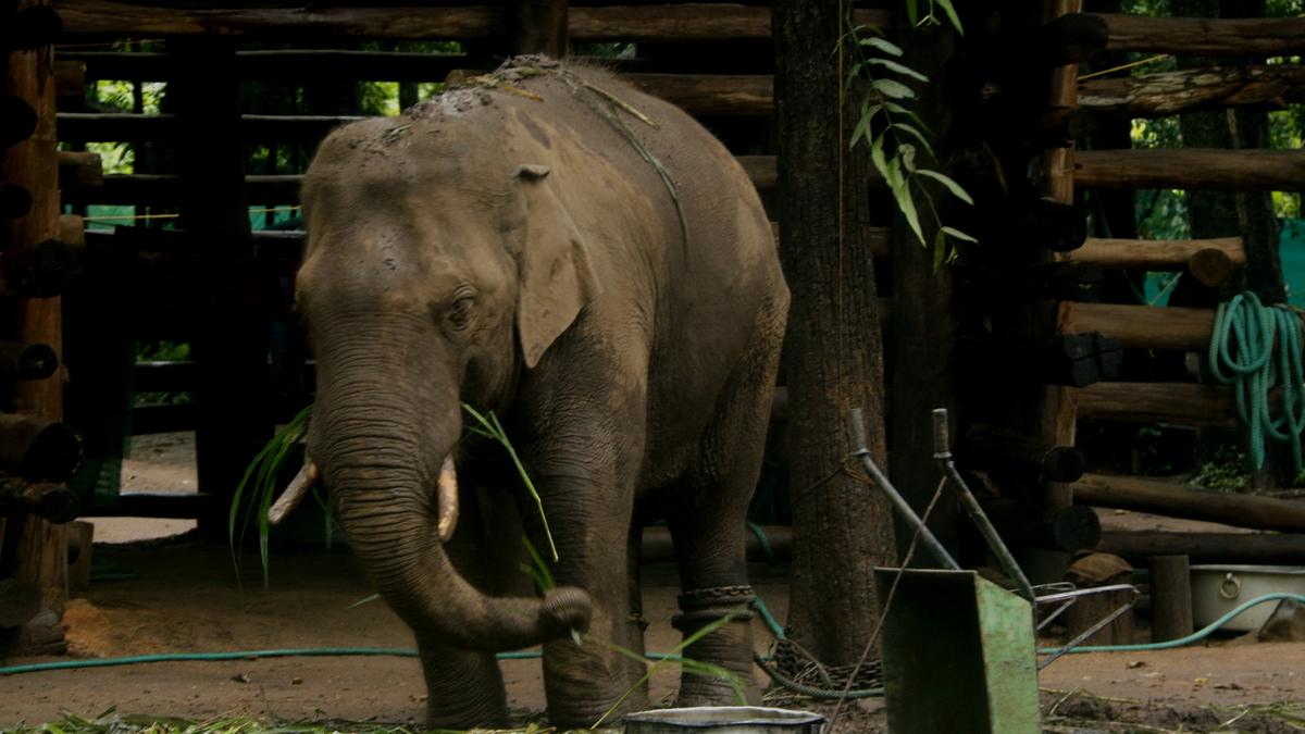 PT-7 brought out of kraal for eye treatment