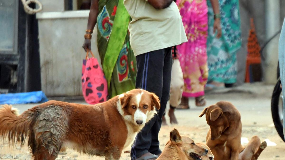 All-party panel to curb stray dog menace in Hyderabad - The Hindu