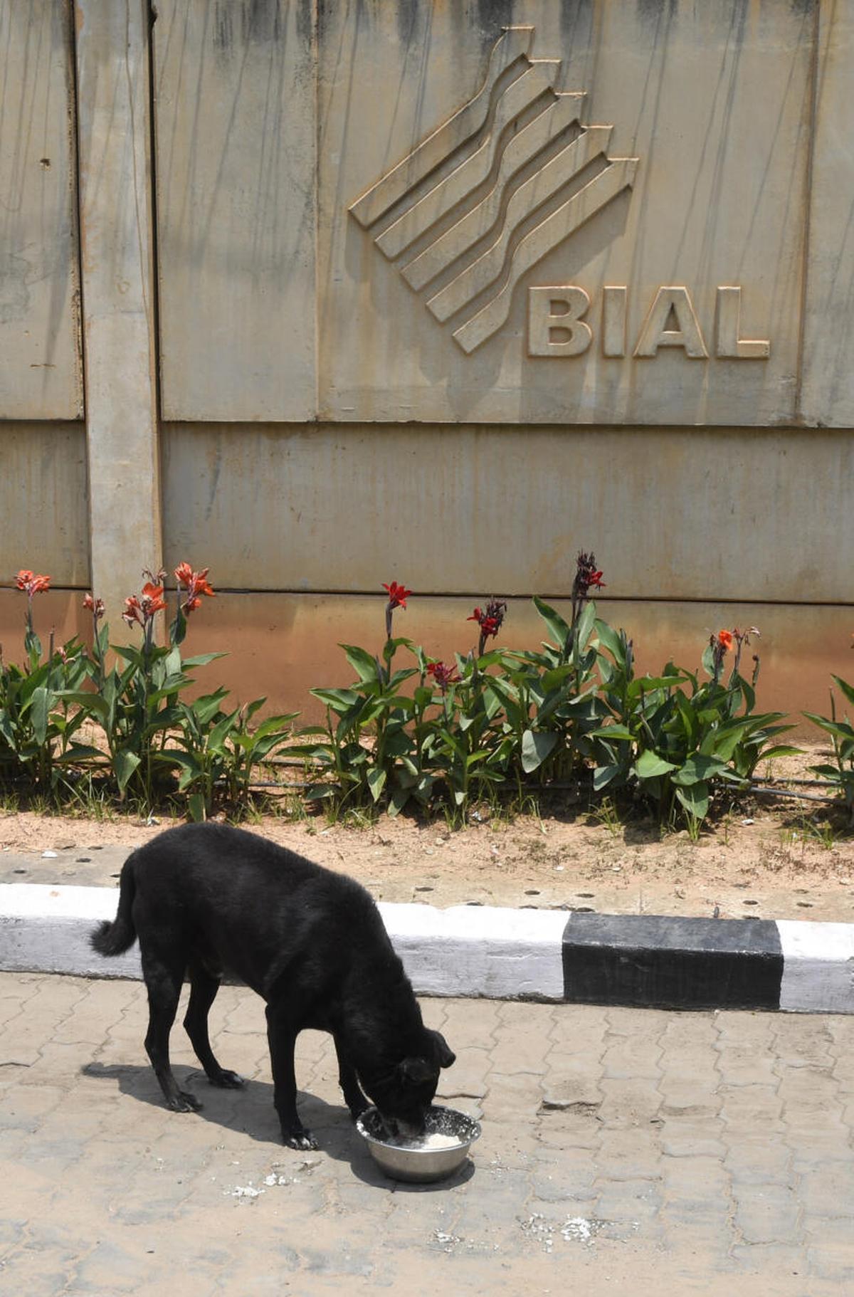 Did you know Bengaluru airport has a shelter for stray dogs?