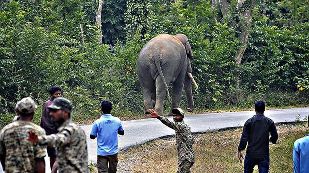 Operation to capture wild elephant in Hassan fails