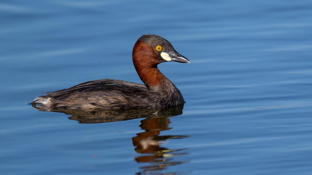 Asian Waterbird Census begins in Coimbatore