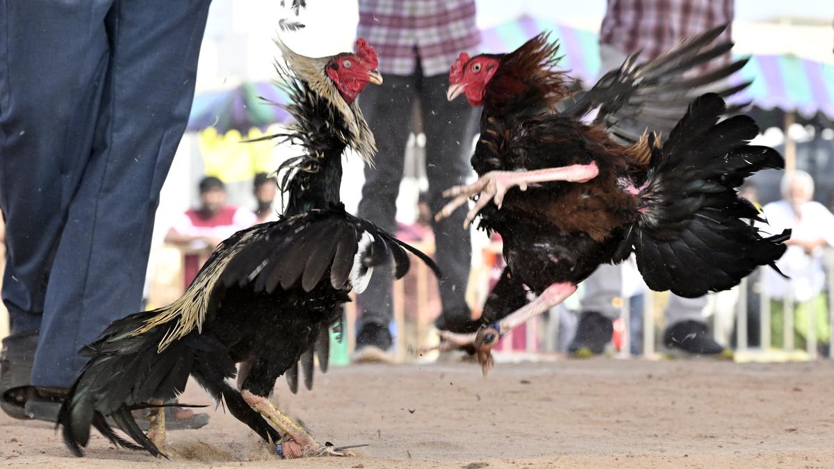 Rooster fights herald Sankranti festivities in A.P. despite police warning