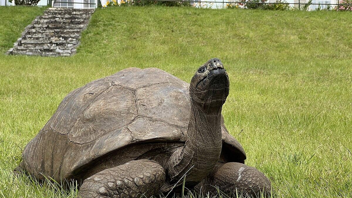 Unlocking the tortoise’s time capsule: Can we mimic their longevity?