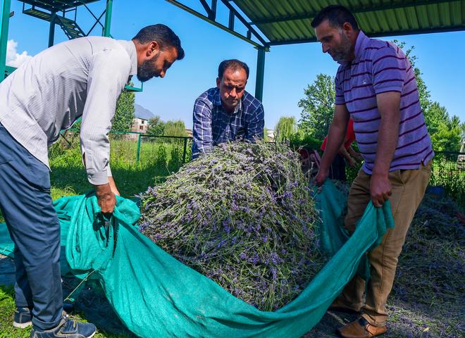 Into the factory: Workers moving harvested lavender to a government plant to extract oil in the Lalmandi area of Srinagar.