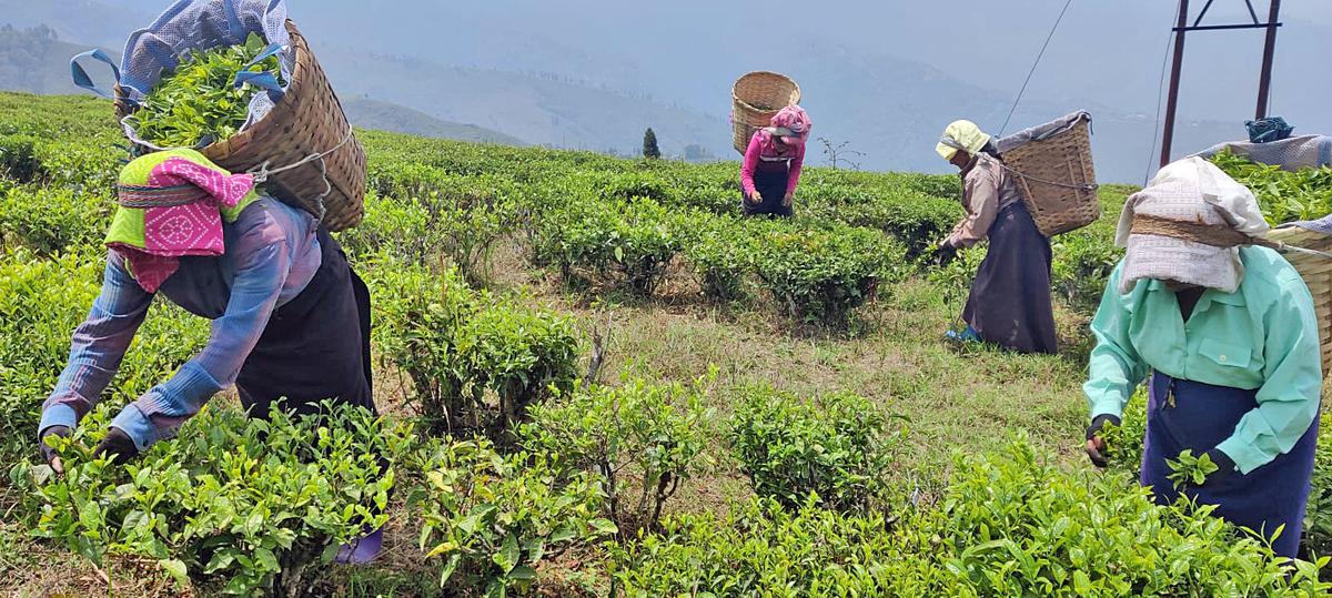 Indian Tea Association submits white paper on Darjeeling tea industry to Bengal govt 