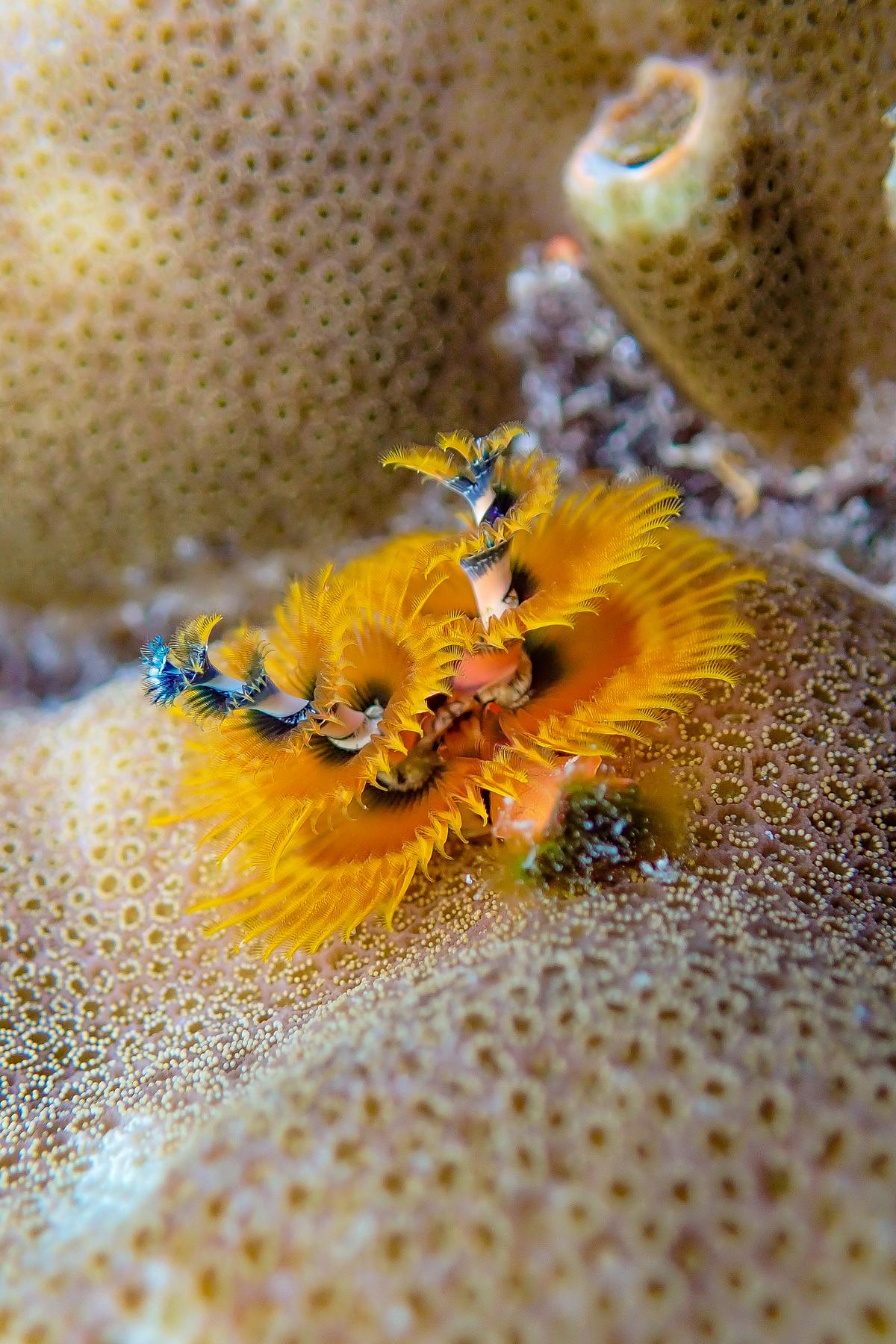 The tube-building polychate worm that lives alongside corals could perish in the event of coral bleaching. A picture taken from Kavaratti.