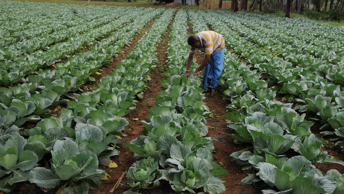 Poor procurement price of cabbage leaves farmers in Erode&rsquo;s Talavadi Hills in distress
