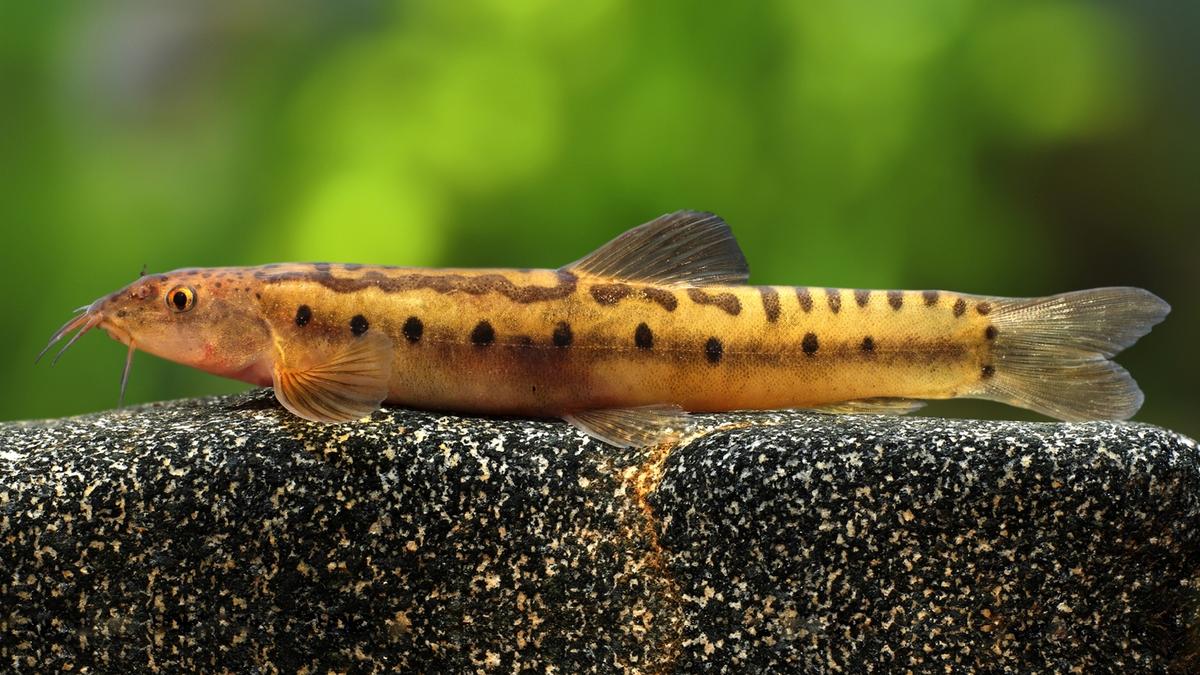 A new genus of freshwater fish discovered in Western Ghats 