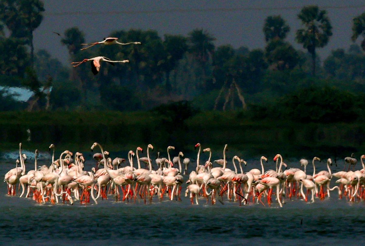 A flock of flamingos