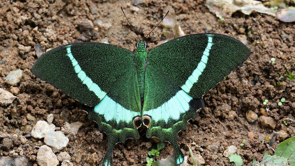 A home to rich and diverse butterfly population