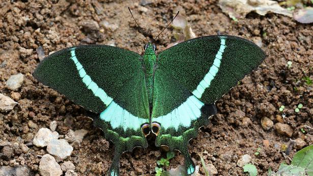 A home to rich and diverse butterfly population 