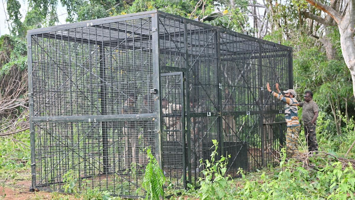 Three tigers identified near site of attack on tribal woman in the Nilgiris