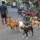 Understanding the street dogs-human conflict - The Hindu