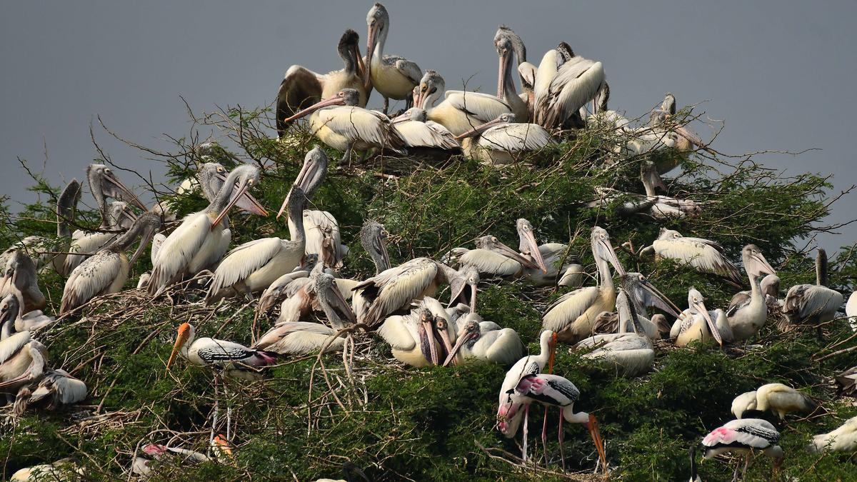 Over 1.50 lakh migratory birds visited sanctuaries, wetlands in Andhra Pradesh this winter, say forest officials