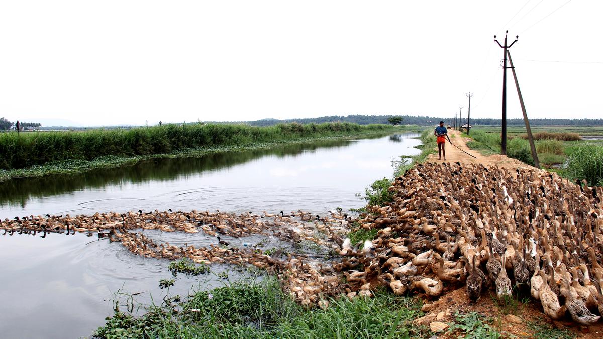 Pullu Kole Padavu Tourism Centre project to boost local tourism 