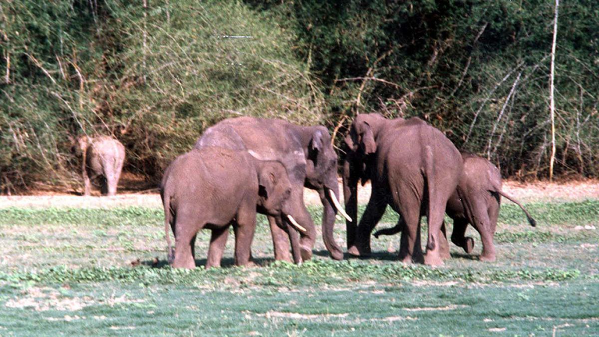 522 reports of wildlife poaching and trade in 2020 from India, 51 from Karnataka