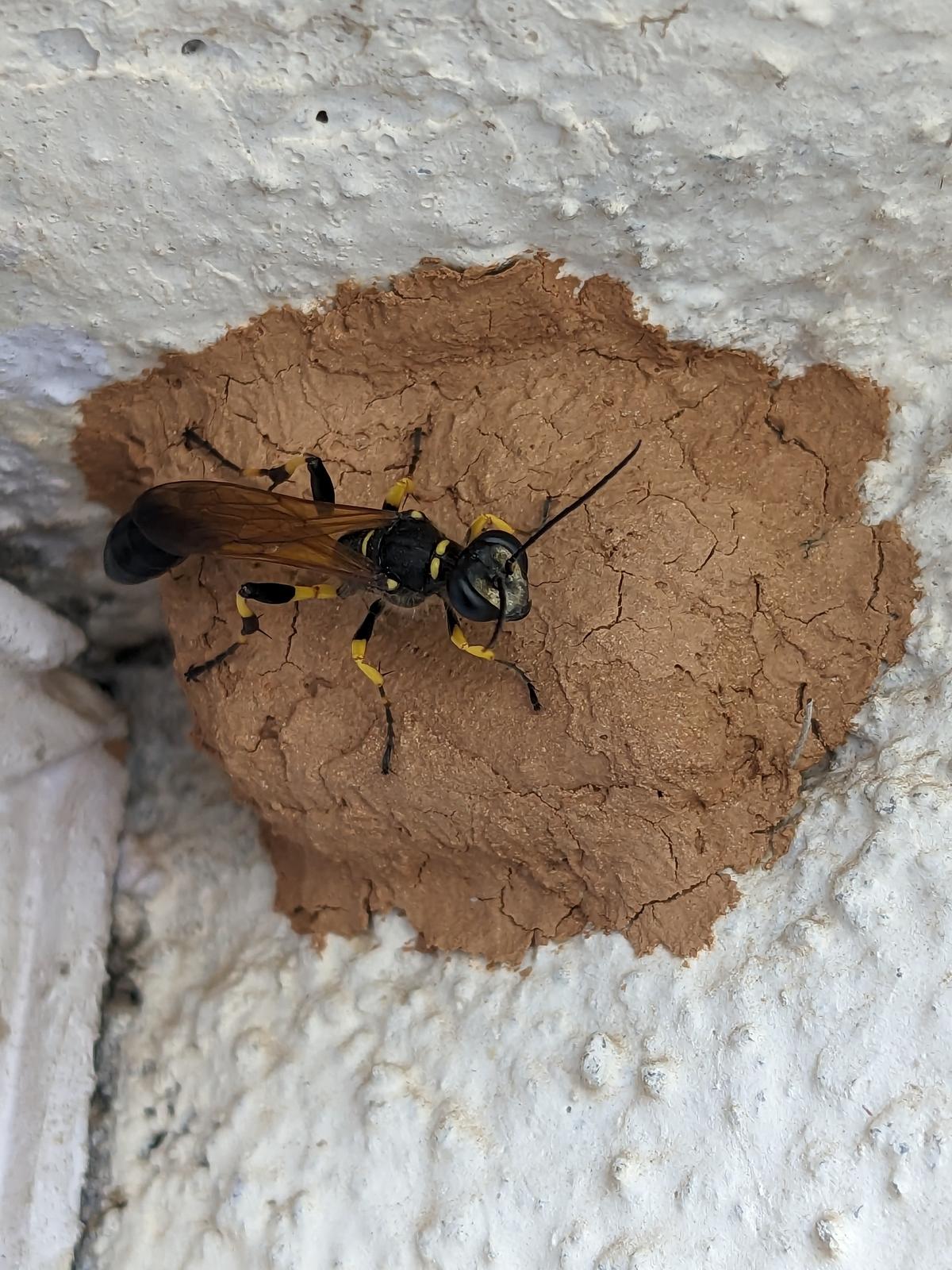Mud-dauber Wasp Mud-dauber Wasp