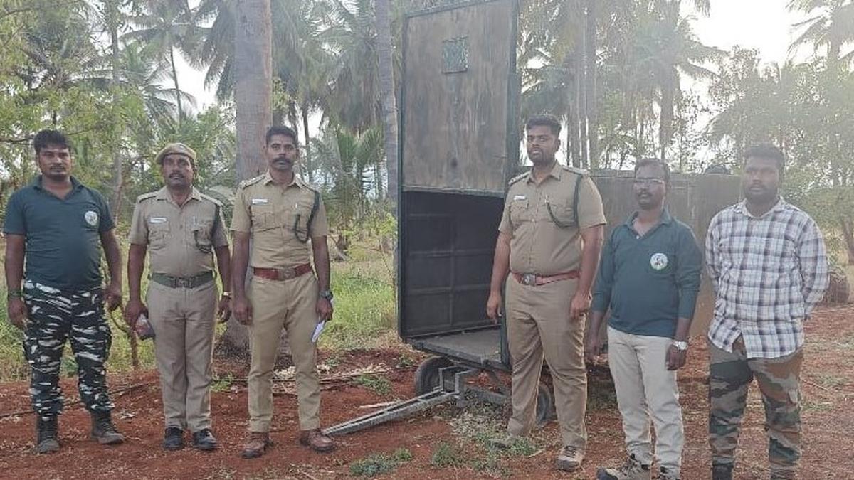 Cage placed to trap leopard that killed goats near Coimbatore