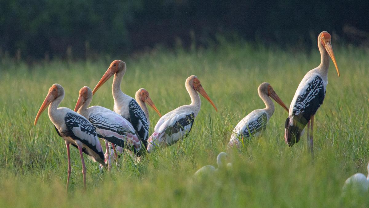 Asian Waterbird Census 2026 records 60% jump in Kollam&rsquo;s waterbird count