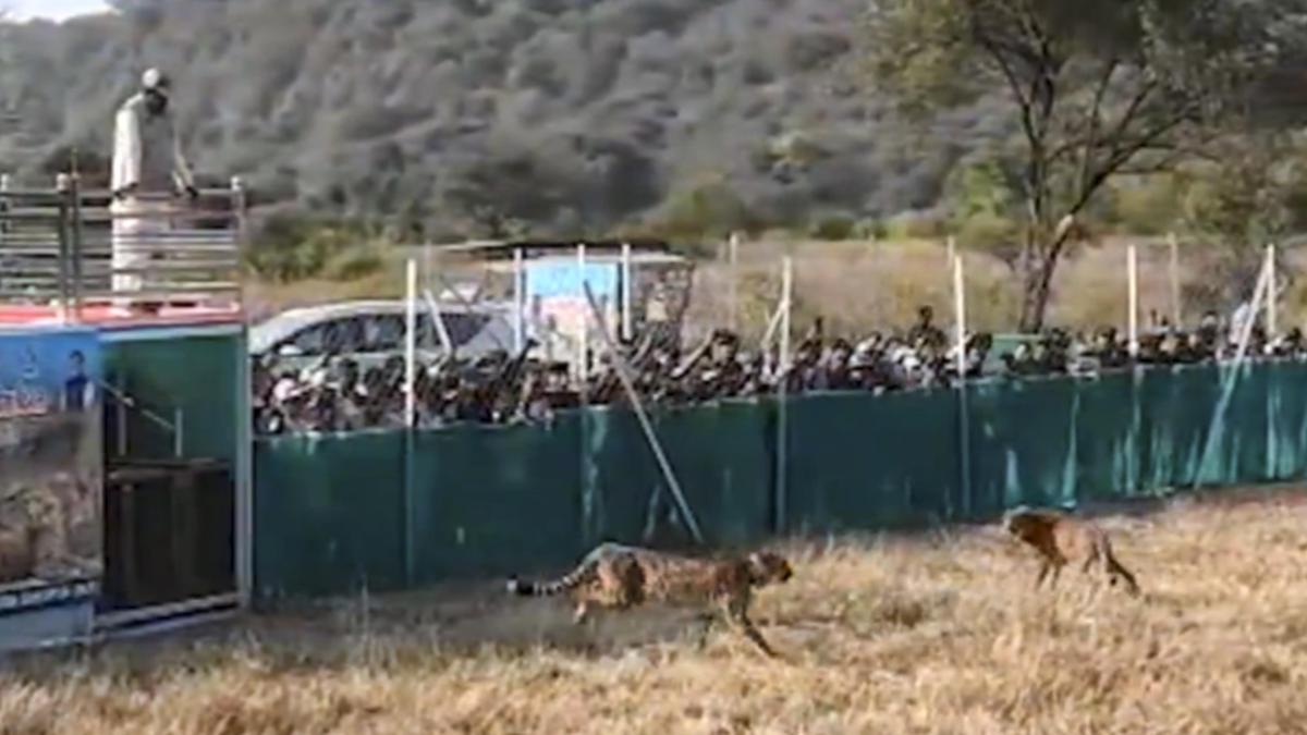Cheetah cub dies at M.P.’s Kuno National Park, day after release into the wild