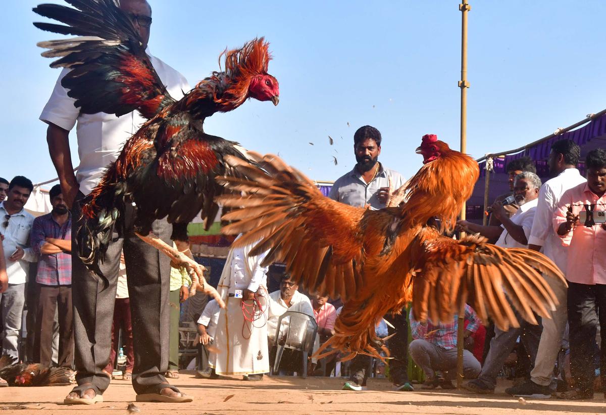 Cockfights, gambling in full swing in Andhra Pradesh as police and  administration turn a blind eye - The Hindu