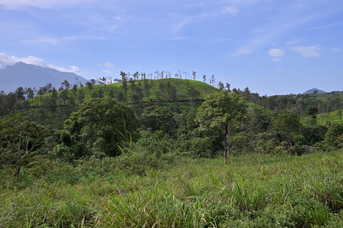 Nagudani forest in Gudalur Gene Pool where sessilis has blooomed 