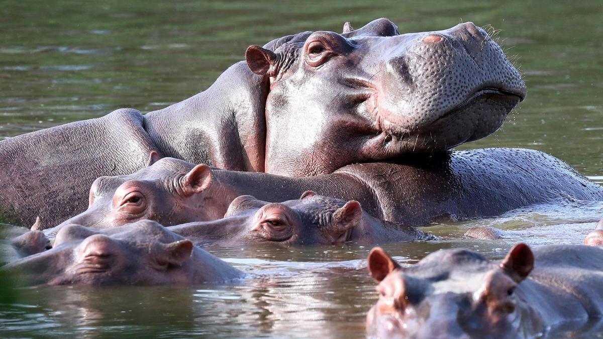 Anant Ambani urges Colombia to halt culling of Escobar’s hippos, offers to bring all 80 of them to Vantara
