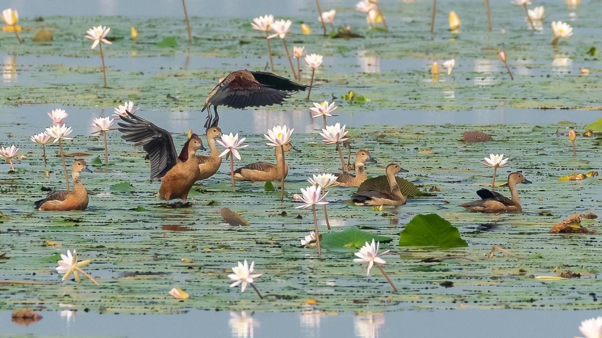 Tamirabharani Waterbird Count spots over 21,000 birds of 69 species