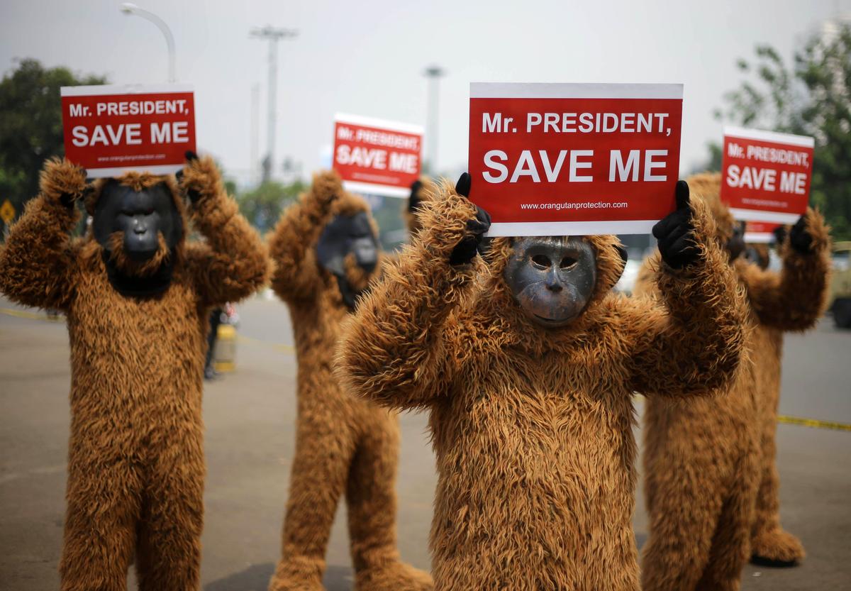 Aktivisté oblečeni jako Orangutan drží plakáty během protestu v Jakartě v Indonésii. Aktivisté oblečeni jako Orangutan drží plakáty během protestu v Jakartě v Indonésii.