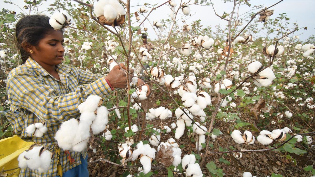 ILO to help eliminate child labour, forced work in cotton fields