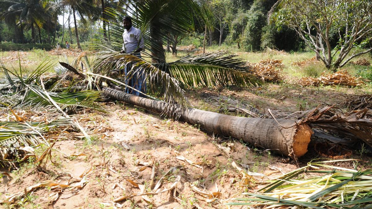 Farmers in Talavadi Hills want compensation claim process for crop damage simplified