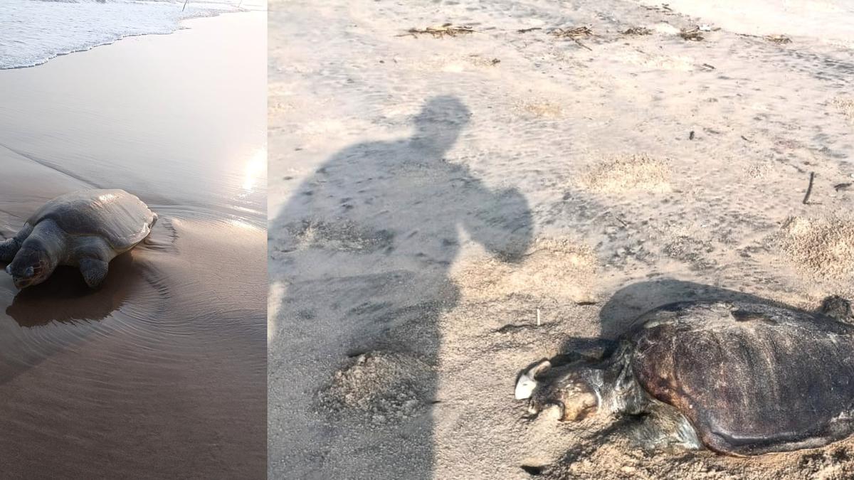 Mass mortality of Olive Ridley turtles in Godavari region of Andhra Pradesh raises concerns