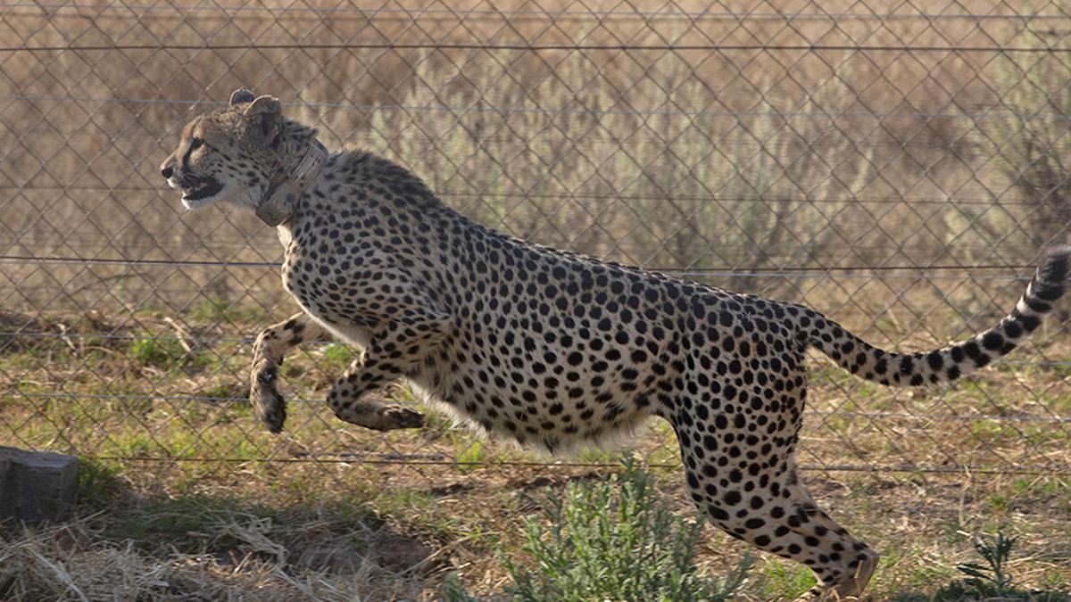 Relocation of cheetahs from South Africa to India comes 3 years after it was first mooted