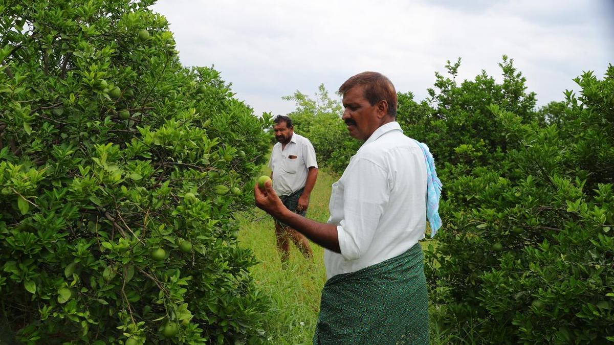 Sweet orange farmers demand government intervention over ‘poor quality saplings’ 